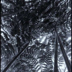 Canopy