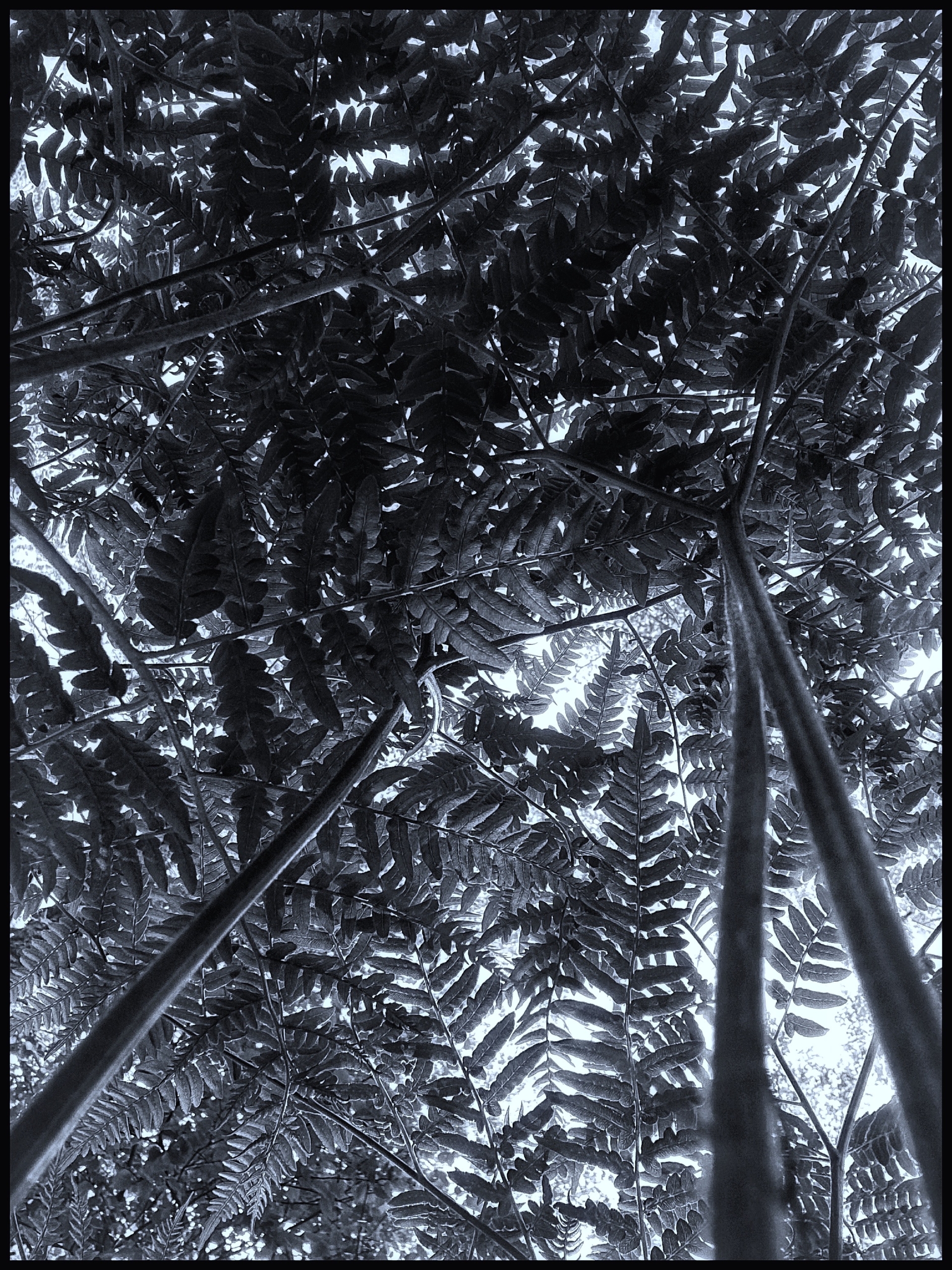 Canopy