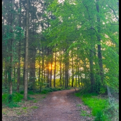 Solglimt i skoven