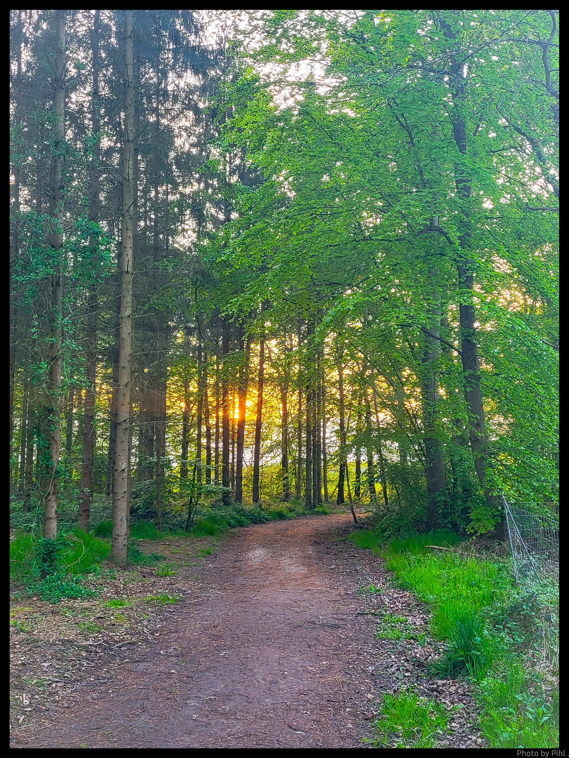 Solglimt i skoven