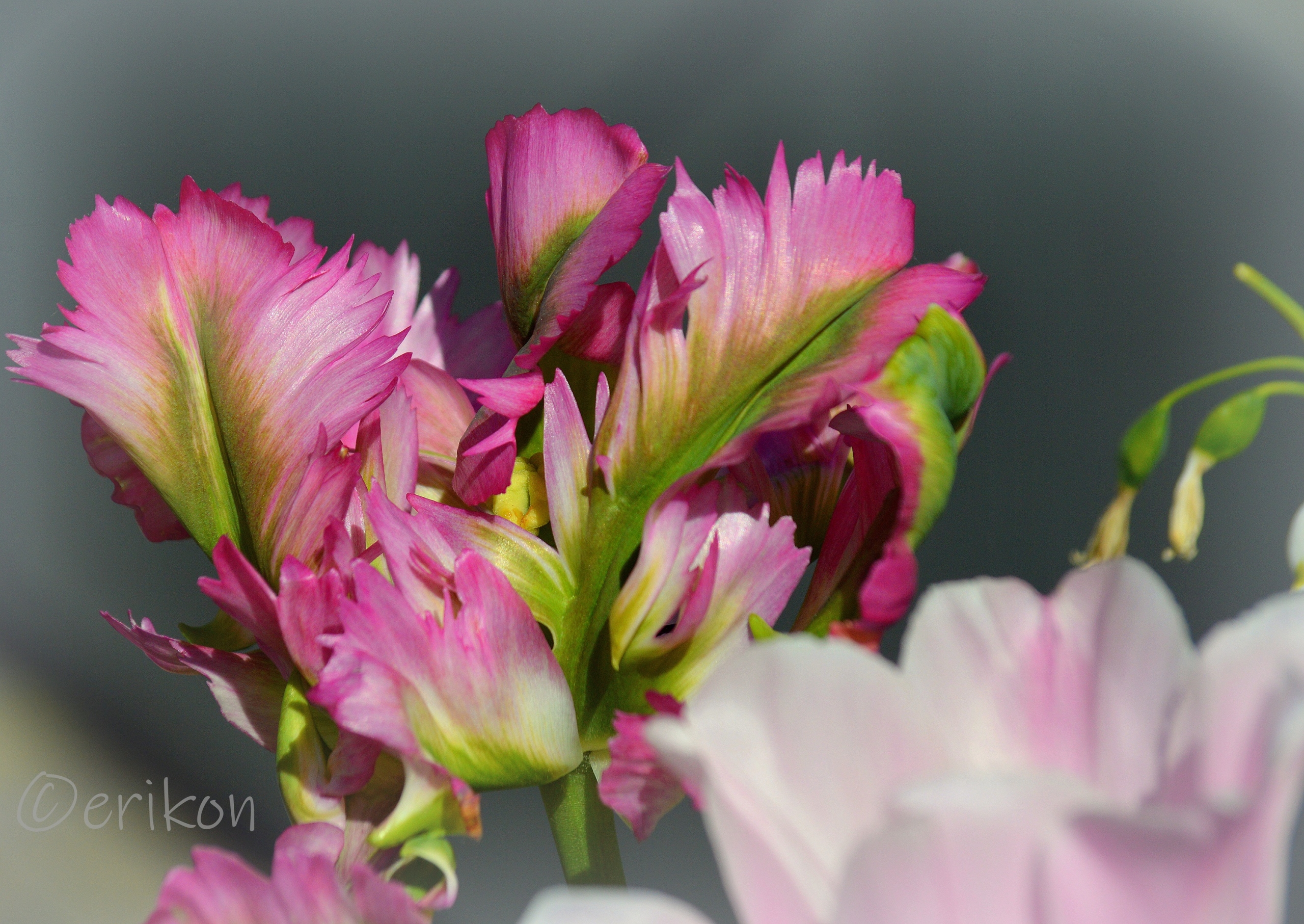 tulipan
