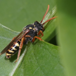 Hvepsebi