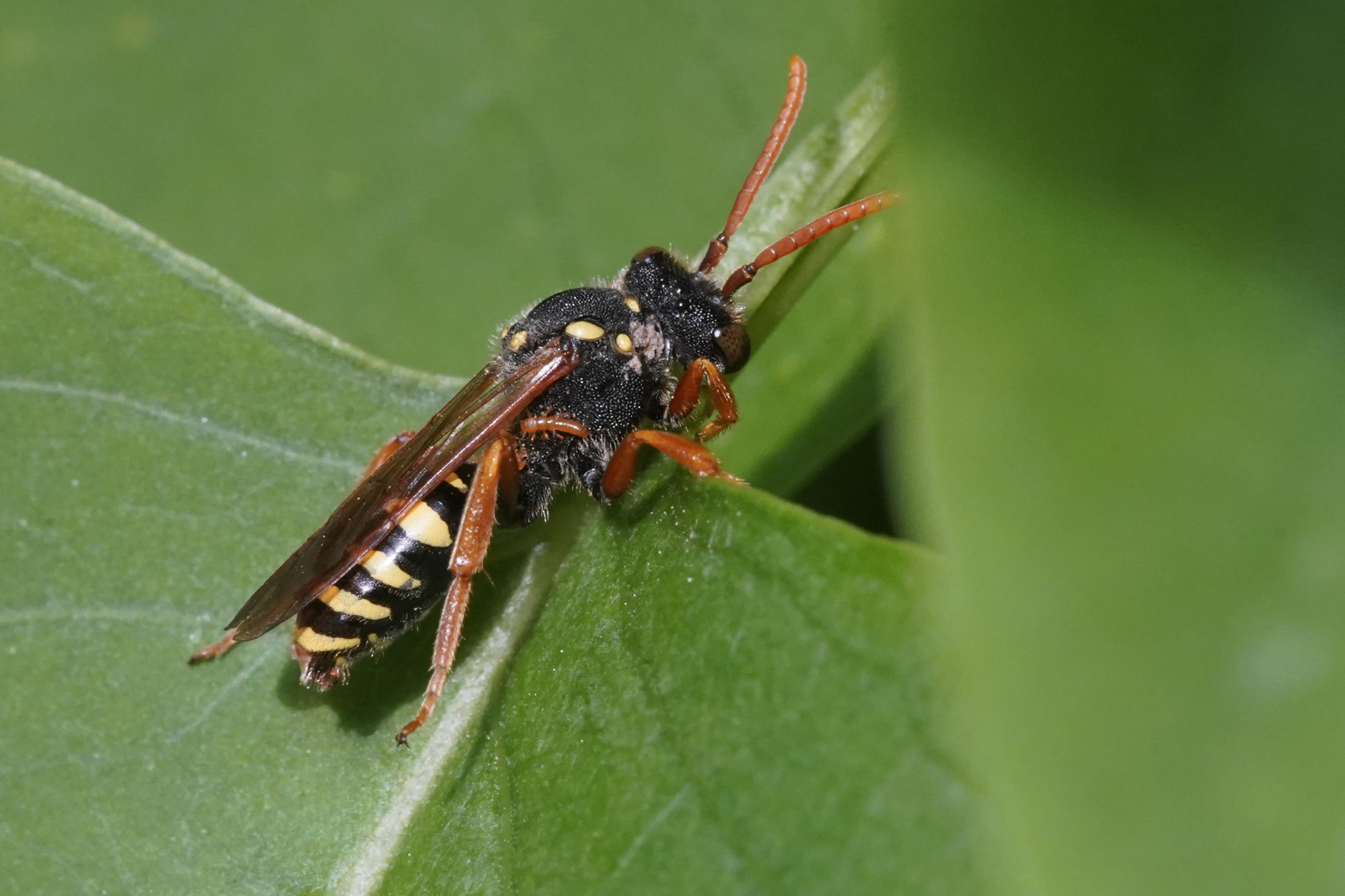 Hvepsebi