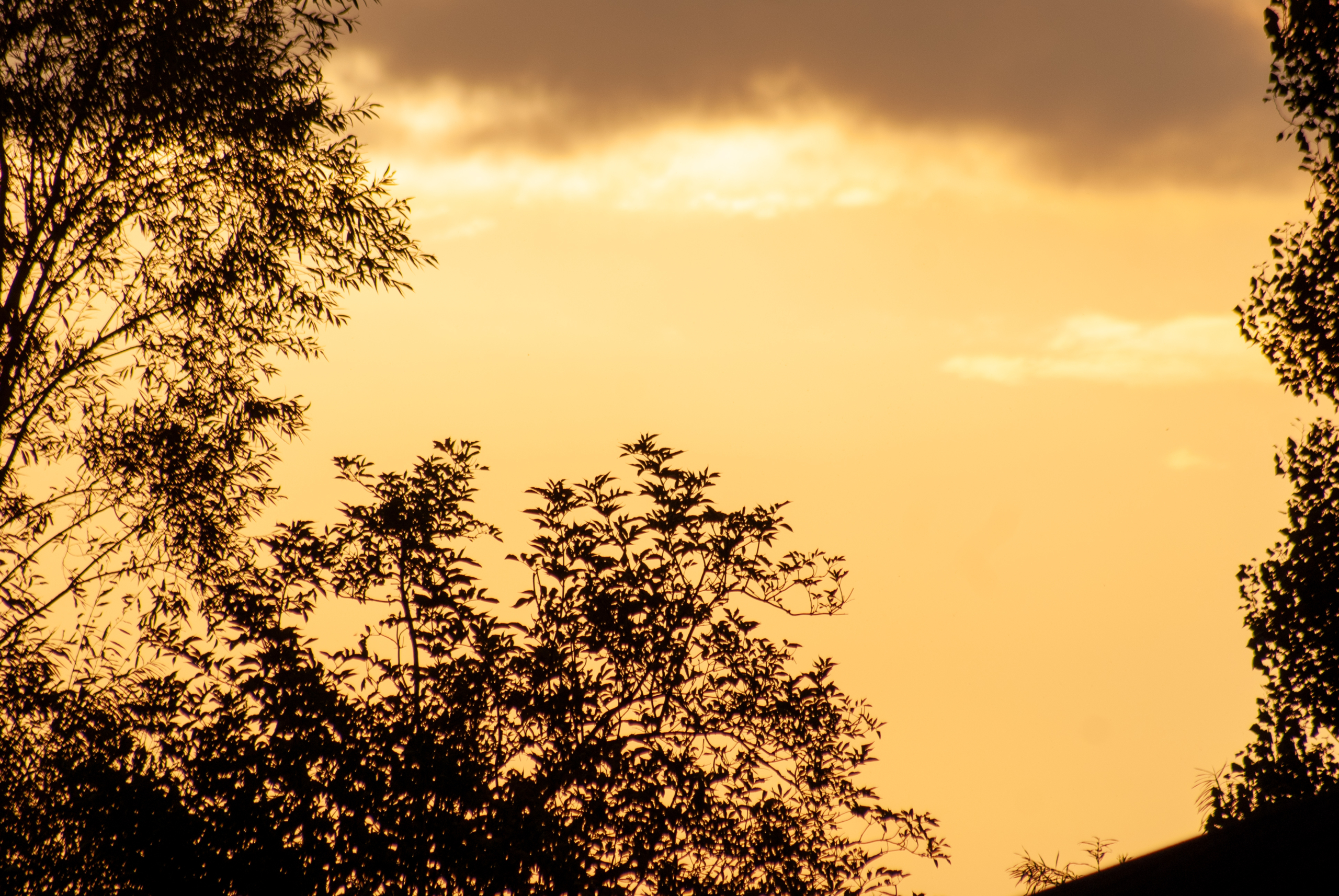 Træ og himmel