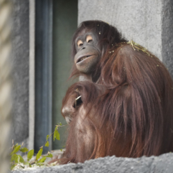 Orangutang