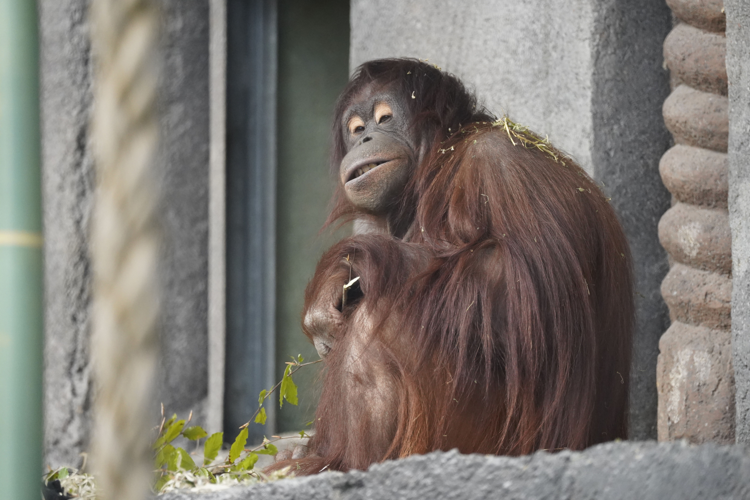 Orangutang
