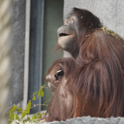 orangutang