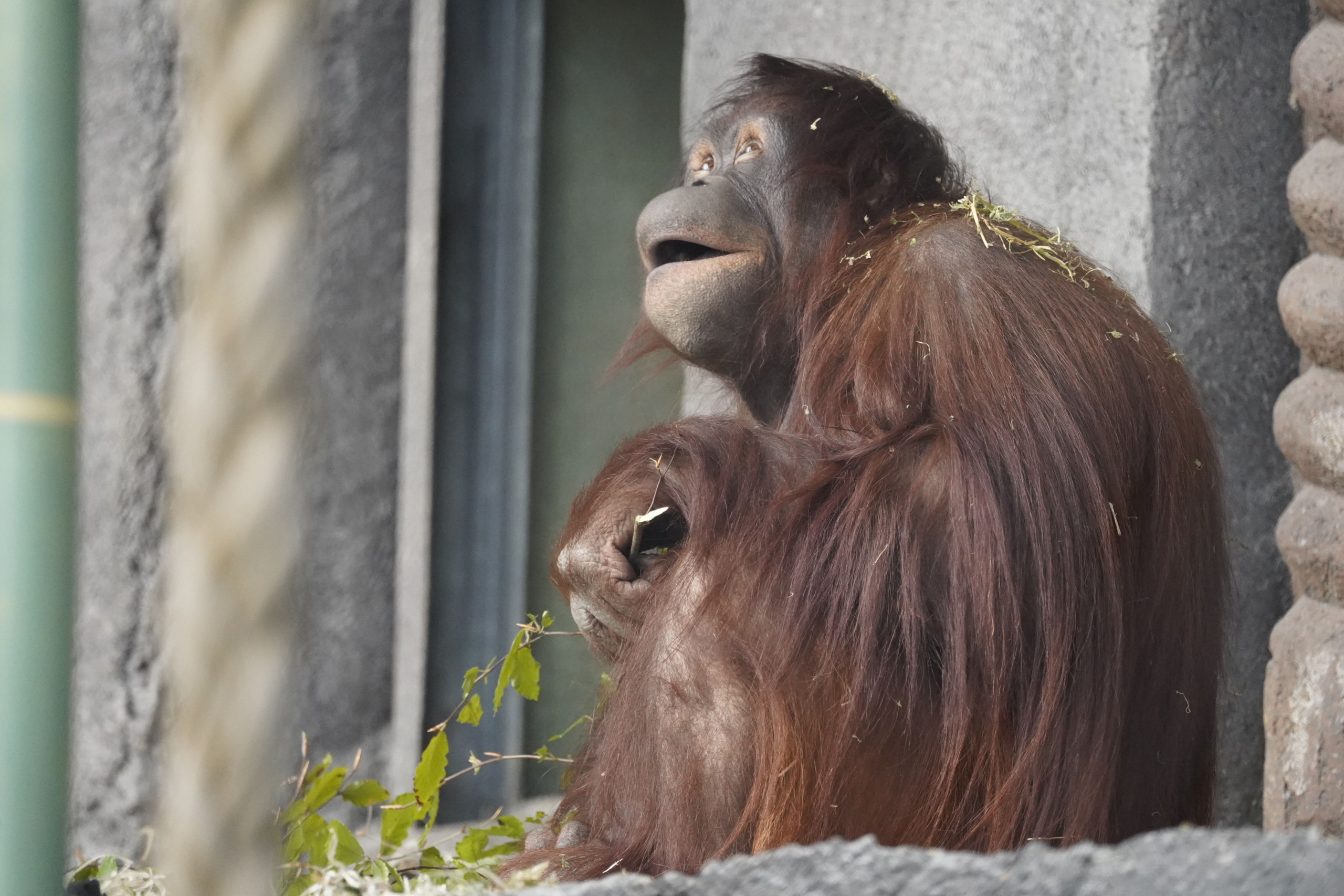 orangutang