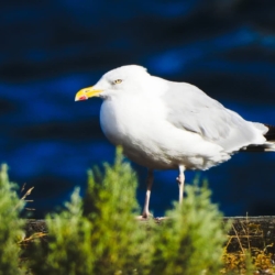 Måge Rudkøbing