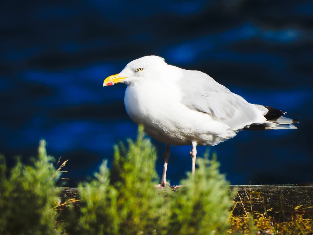 Måge Rudkøbing