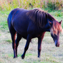 Hest Engdraget