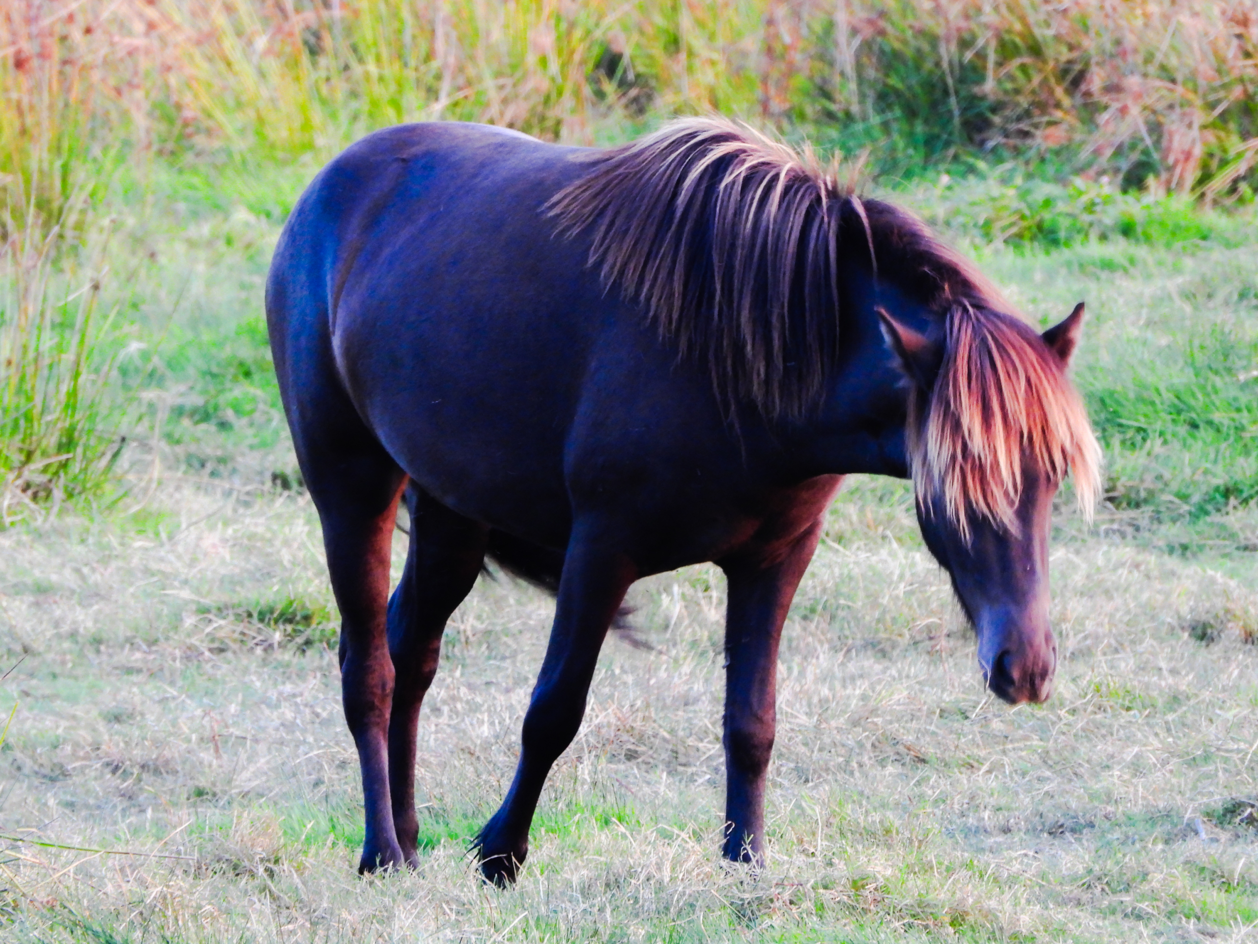 Hest Engdraget