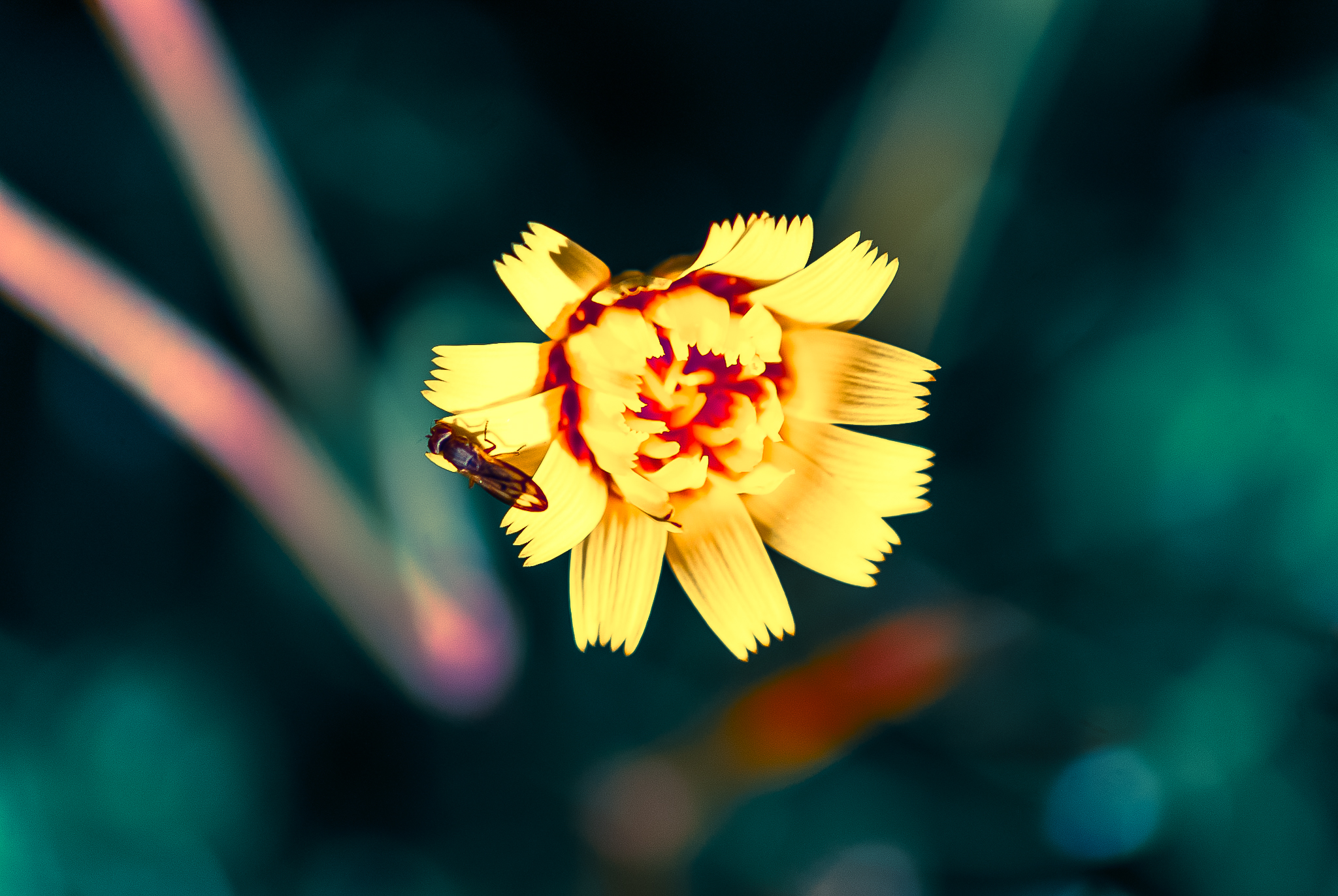Gul blomst