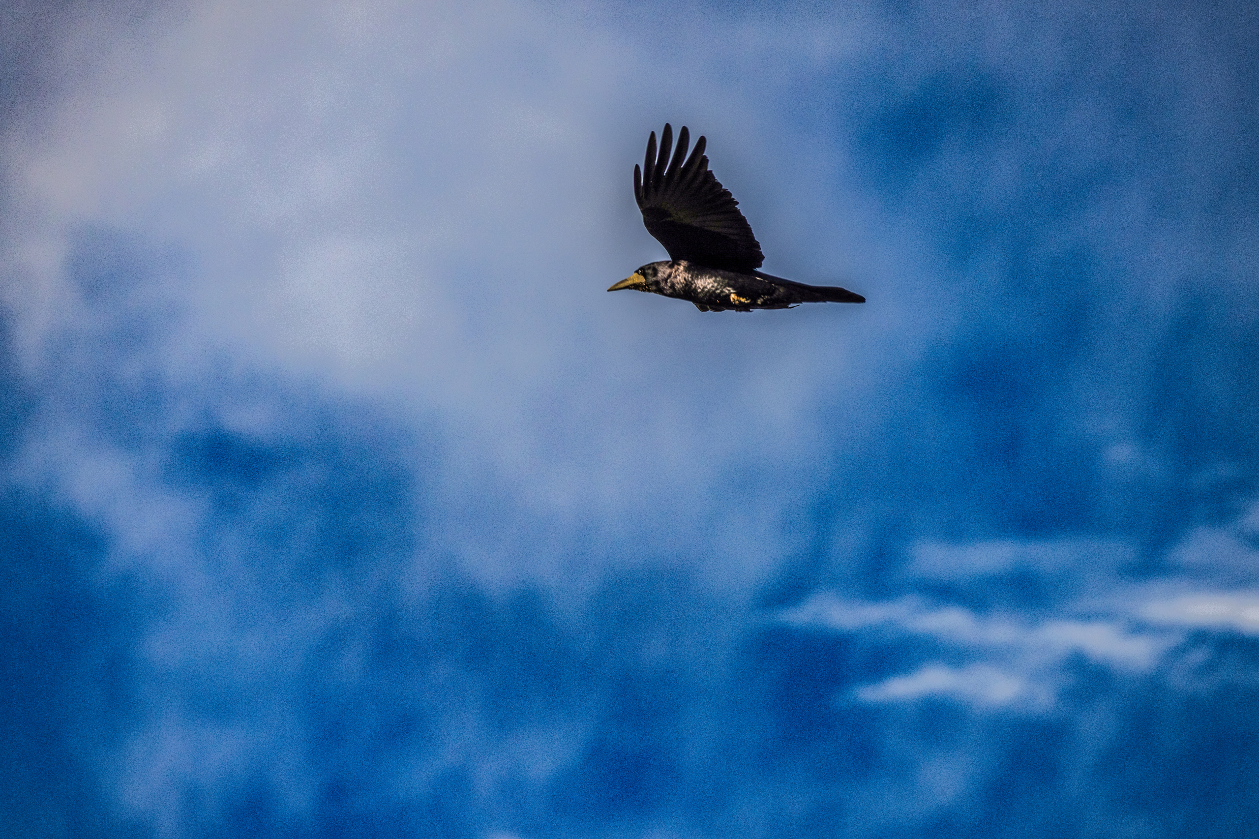 Fugle på himmel