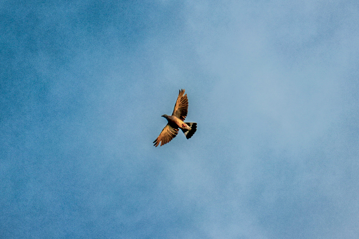 Fugl på himmel