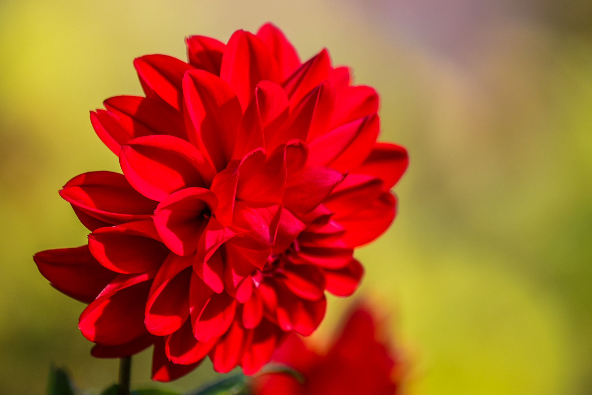 Rød blomst