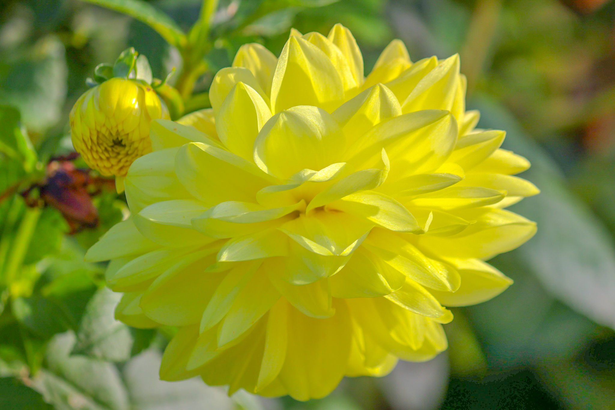 Gul blomst