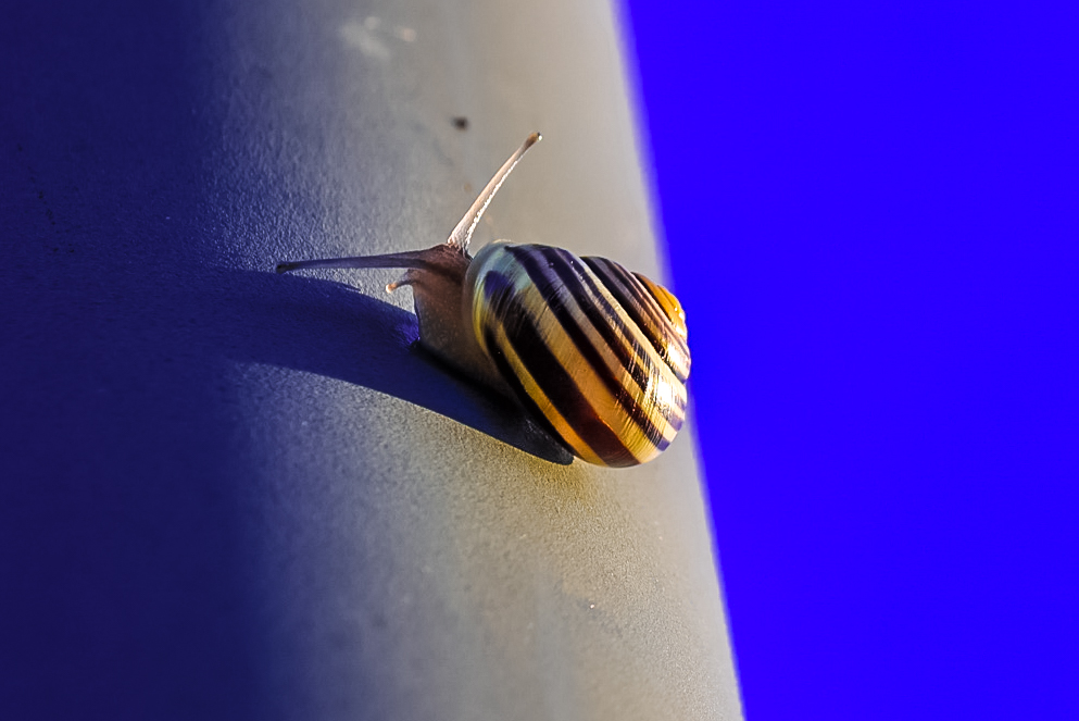 Snegl
