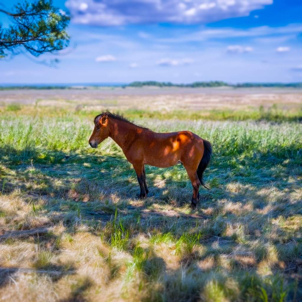 Hest