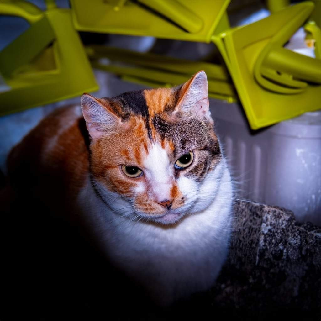 Kat
