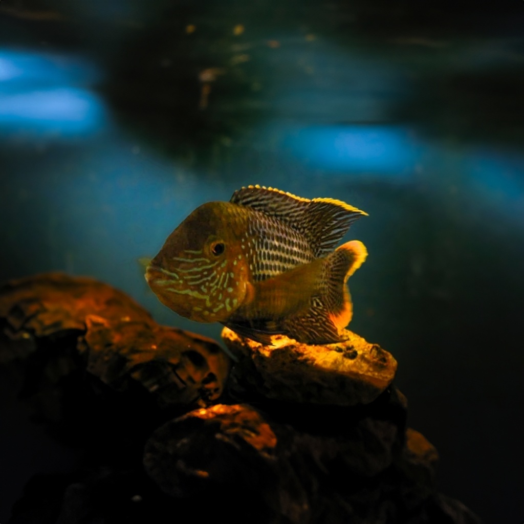 Fisk