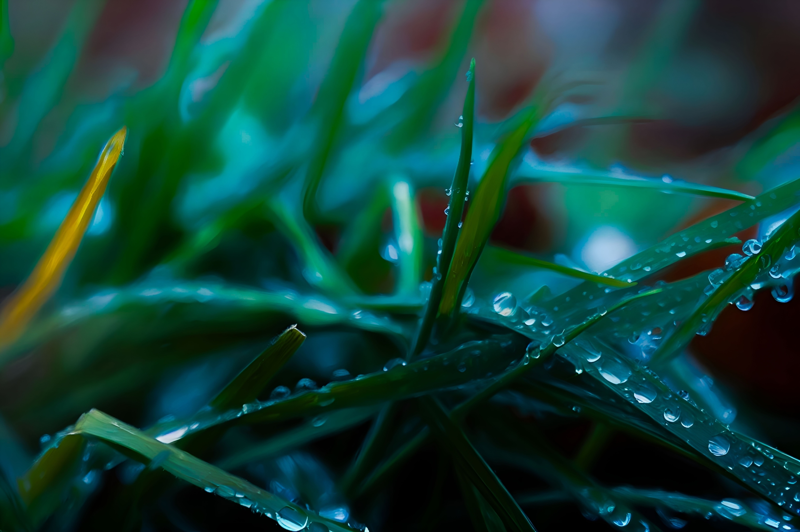 Græs med regn