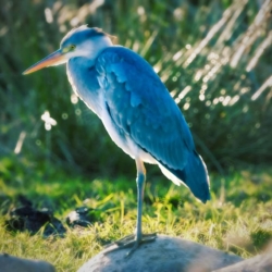 Fiskehejre